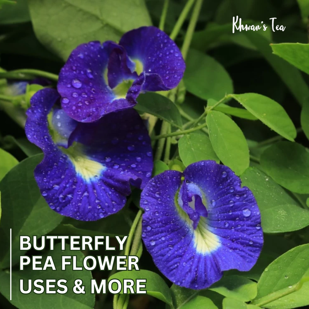 Butterfly Pea Flower Uses & More Blue pea tea Flower tea Herbal tea Natural