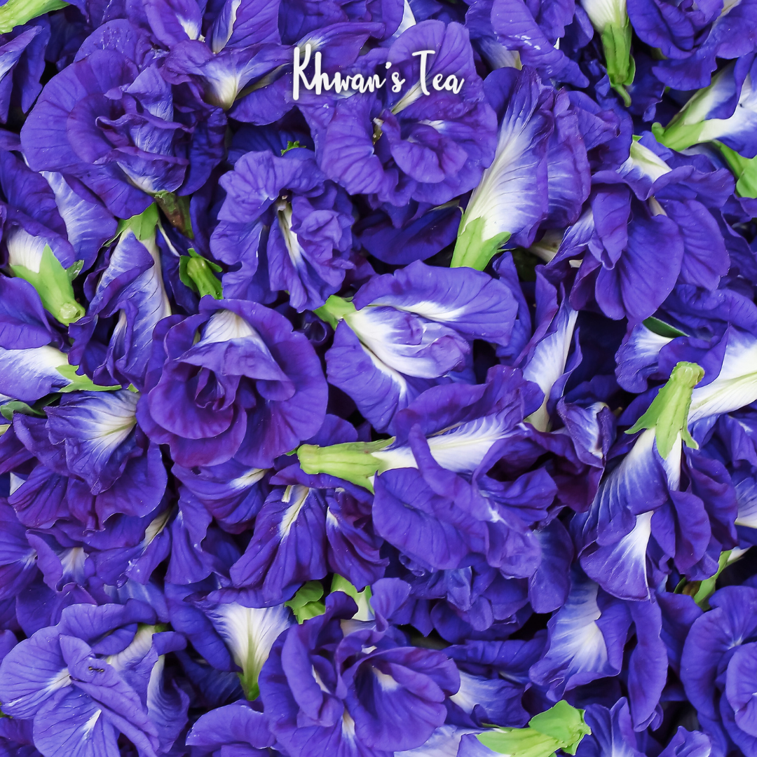 Butterfly pea flower Clitoria ternatea Blue pea tea Research